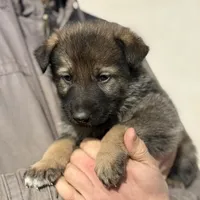 Gray, a male German Shepherd Dog for sale in Wellman, IA – Photo 3 of 5