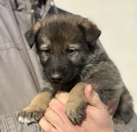 Gray, a male German Shepherd Dog for sale in Wellman, IA – Photo 3 of 5