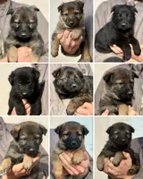 Gray, a male German Shepherd Dog for sale in Wellman, IA – Photo 4 of 5