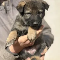 Gray, a male German Shepherd Dog for sale in Wellman, IA – Photo 1 of 5