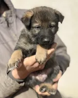 Gray, a male German Shepherd Dog for sale in Wellman, IA – Photo 1 of 5