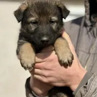 Gray, a male German Shepherd Dog for sale in Wellman, IA – Photo 2 of 5