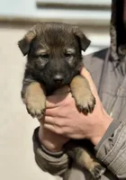 Gray, a male German Shepherd Dog for sale in Wellman, IA – Photo 2 of 5