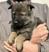 Orange, a female German Shepherd Dog for sale in Wellman, IA – Photo 3 of 6