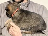 Orange, a female German Shepherd Dog for sale in Wellman, IA – Photo 5 of 6