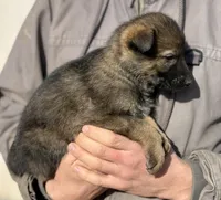 Orange, a female German Shepherd Dog for sale in Wellman, IA – Photo 4 of 6