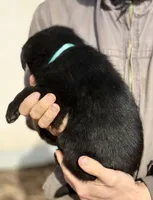 Blue-Black, a male German Shepherd Dog for sale in Wellman, IA – Photo 5 of 6