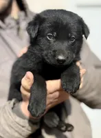 Blue-Black, a male German Shepherd Dog for sale in Wellman, IA – Photo 2 of 6