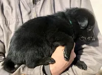 Blue-Black, a male German Shepherd Dog for sale in Wellman, IA – Photo 4 of 6