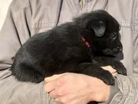 Red, a male German Shepherd Dog for sale in Wellman, IA – Photo 6 of 8