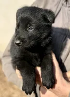 Red, a male German Shepherd Dog for sale in Wellman, IA – Photo 7 of 8