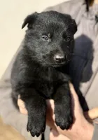 Red, a male German Shepherd Dog for sale in Wellman, IA – Photo 5 of 8