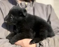 Red, a male German Shepherd Dog for sale in Wellman, IA – Photo 3 of 8