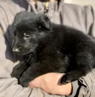 Red, a male German Shepherd Dog for sale in Wellman, IA – Photo 4 of 8