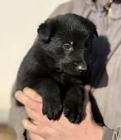 Red, a male German Shepherd Dog for sale in Wellman, IA – Photo 2 of 8