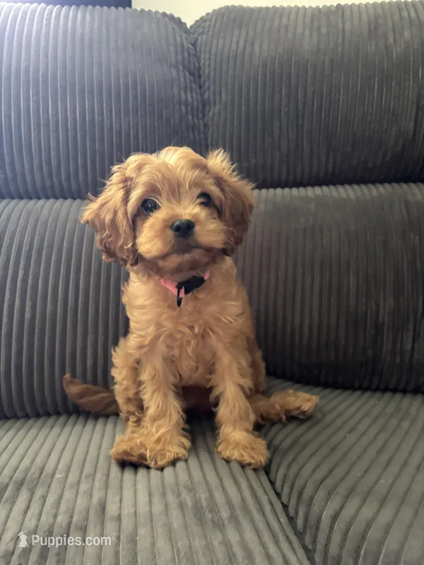 Hazel  – Cavapoo puppy for sale in Auburn, IN