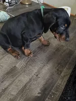Hulk, a male Doberman Pinscher for sale in Omaha, NE – Photo 2 of 2