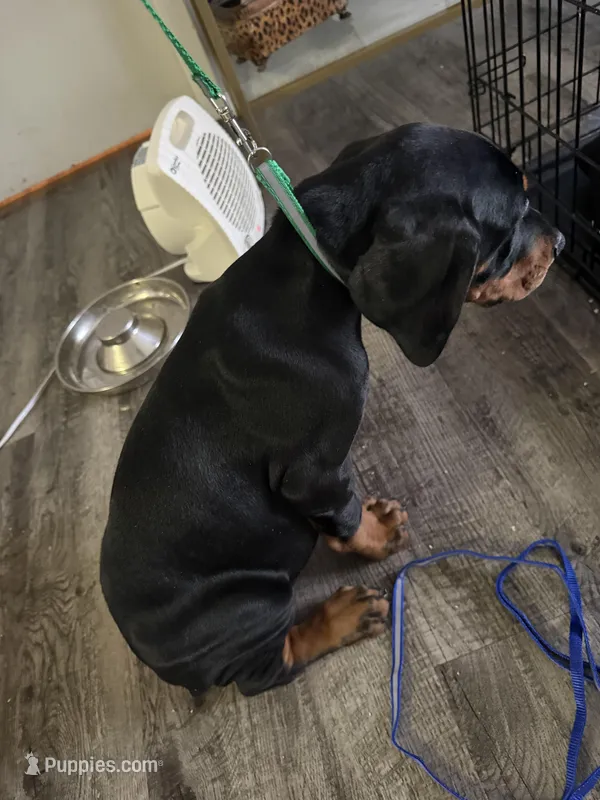 Hulk – Doberman Pinscher puppy for sale in Omaha, NE