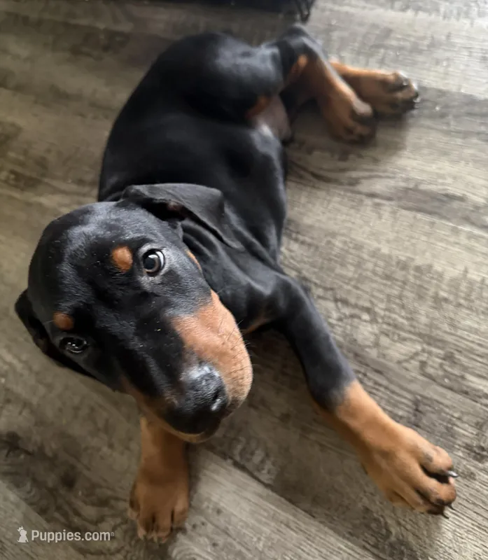 Blue – Doberman Pinscher puppy for sale in Omaha, NE