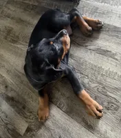 Blue, a female Doberman Pinscher for sale in Omaha, NE – Photo 2 of 2