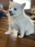 Athena , a female Pomsky for sale in Oak Harbor, WA – Photo 2 of 7