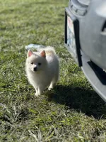 Athena , a female Pomsky for sale in Oak Harbor, WA – Photo 6 of 7
