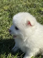 Athena , a female Pomsky for sale in Oak Harbor, WA – Photo 7 of 7