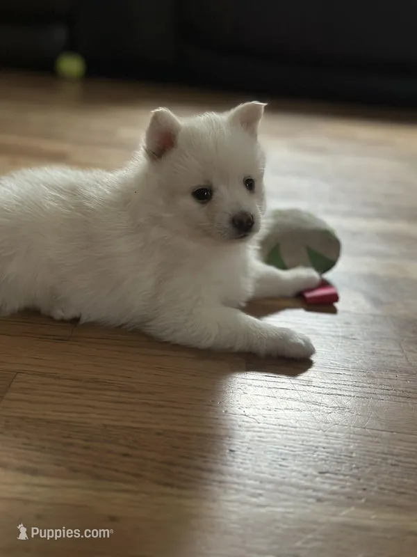 Athena , a female Pomsky for sale in Oak Harbor, WA – Photo 1 of 7