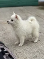 Athena , a female Pomsky for sale in Oak Harbor, WA – Photo 5 of 7