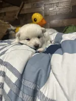 Eleven , a female Pomsky for sale in Oak Harbor, WA – Photo 5 of 5