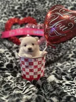 Eleven , a female Pomsky for sale in Oak Harbor, WA – Photo 1 of 5