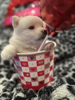 Eleven , a female Pomsky for sale in Oak Harbor, WA – Photo 2 of 5