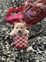 Eleven , a female Pomsky for sale in Oak Harbor, WA – Photo 3 of 5