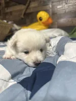 Eleven , a female Pomsky for sale in Oak Harbor, WA – Photo 4 of 5