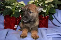 Remy, a male Australian Shepherd and Pomsky for sale in Oak Harbor, WA – Photo 4 of 5