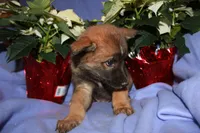 Remy, a male Australian Shepherd and Pomsky for sale in Oak Harbor, WA – Photo 5 of 5