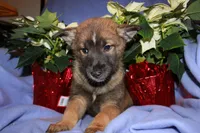 Remy, a male Australian Shepherd and Pomsky for sale in Oak Harbor, WA – Photo 2 of 5