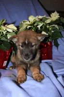 Remy, a male Australian Shepherd and Pomsky for sale in Oak Harbor, WA – Photo 1 of 5