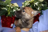 Remy, a male Australian Shepherd and Pomsky for sale in Oak Harbor, WA – Photo 3 of 5