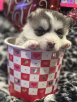 Mike , a male Pomsky for sale in Oak Harbor, WA – Photo 4 of 5