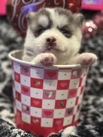 Mike , a male Pomsky for sale in Oak Harbor, WA – Photo 2 of 5