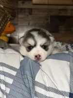 Mike , a male Pomsky for sale in Oak Harbor, WA – Photo 1 of 5