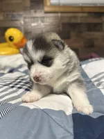 Mike , a male Pomsky for sale in Oak Harbor, WA – Photo 5 of 5