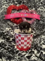 Maxine, a female Pomsky for sale in Oak Harbor, WA – Photo 4 of 6