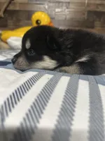 Maxine, a female Pomsky for sale in Oak Harbor, WA – Photo 5 of 6