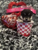 Maxine, a female Pomsky for sale in Oak Harbor, WA – Photo 3 of 6