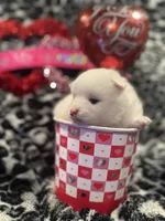 Will, a male Pomsky for sale in Oak Harbor, WA – Photo 1 of 6