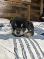 Maxine, a female Pomsky for sale in Oak Harbor, WA – Photo 6 of 6