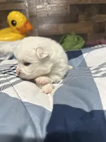 Will, a male Pomsky for sale in Oak Harbor, WA – Photo 4 of 6