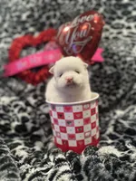 Will, a male Pomsky for sale in Oak Harbor, WA – Photo 2 of 6